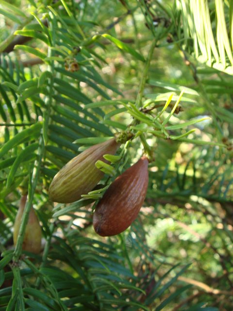 Cephalotaxus fortunei fruit